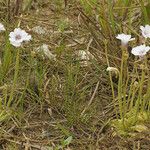 Pinguicula pumila Συνήθη χαρακτηριστικά