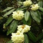 Rhododendron macabeanum Flower