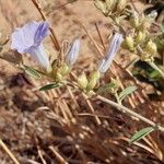 Bonamia spectabilis Blüte