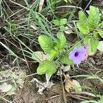 Ruellia tuberosa फूल