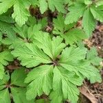 Anemonoides ranunculoides Blad