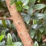 Myrtus communis Bark