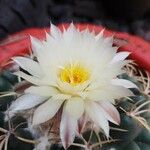 Coryphantha elephantidens Кветка