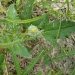 Tridax procumbens Lapas