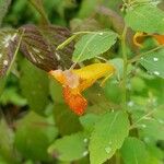 Impatiens capensis Blüte