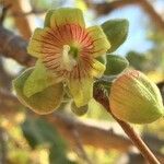 Sterculia rogersii Λουλούδι