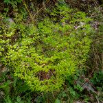 Euphorbia stricta Blomma