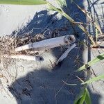 Phragmites karka Écorce