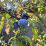 Prunus spinosa Φρούτο