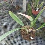 Coelogyne flaccida Yaprak