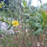 Heimia salicifolia Flower