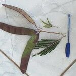 Acacia dealbata Leaf