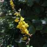 Cytisus nigricans Flor