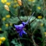 Delphinium gracile Kwiat