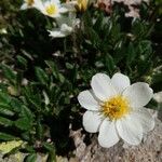 Dryas octopetalaFloro