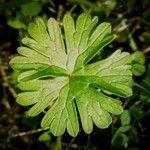 Geranium pusillum Fuelha