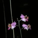 Phalaenopsis pulcherrima Flower