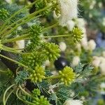 Vachellia drepanolobium Flower