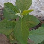 Sida rhombifolia Leaf