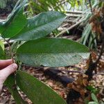 Xylopia rubescens Leaf