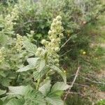Rubus canescens その他の提案