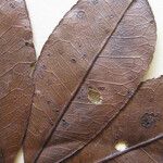 Zanthoxylum pentandrum Máis