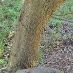 Quercus chrysolepis Kabuk