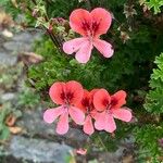 Pelargonium crispum Flor