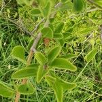 Gymnosporia putterlickioides Leaf