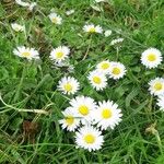 Bellis perennisBloem