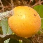 Eriobotrya japonica Plod