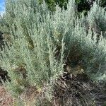 Artemisia tridentata Φύλλο