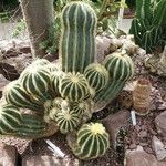 Parodia magnifica Агульны выгляд