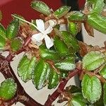 Begonia foliosa برگ