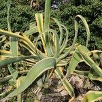 Agave americanaLeaf