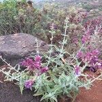 Salvia canariensis 整株植物