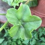 Pelargonium peltatum 葉