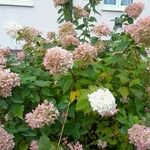 Hydrangea paniculata 葉