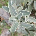 Phlomis fruticosaLeaf