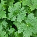 Geranium aculeolatum Leaf