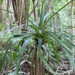 Pandanus purpurascens Hoja