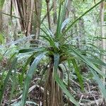 Pandanus purpurascens Frunză