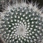 Mammillaria hahniana برگ