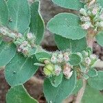 Euphorbia prostrata Vrucht