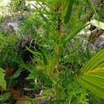 Dioscorea pilosiuscula Habit