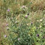 Silybum marianum Flower