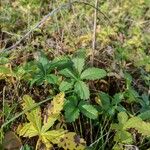 Potentilla reptans Folha