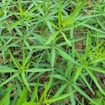 Galium aristatum 葉