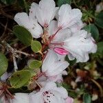 Rhododendron callimorphum Квітка
