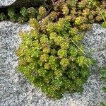 Sedum oreganum ഇല